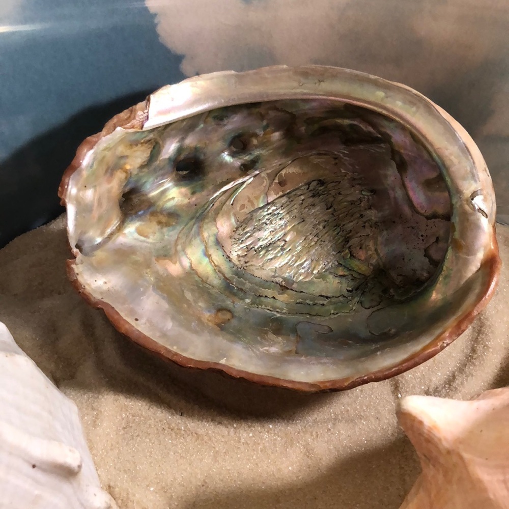 Abalone shell